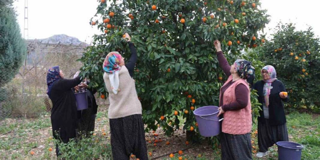 Tarlada 5 TL’ye satılıyor kimse yemiyor! Kadınların elinde dönüşüp değer kazanıyor: Kilosu 300 TL’den damlası bile kalmıyor 2